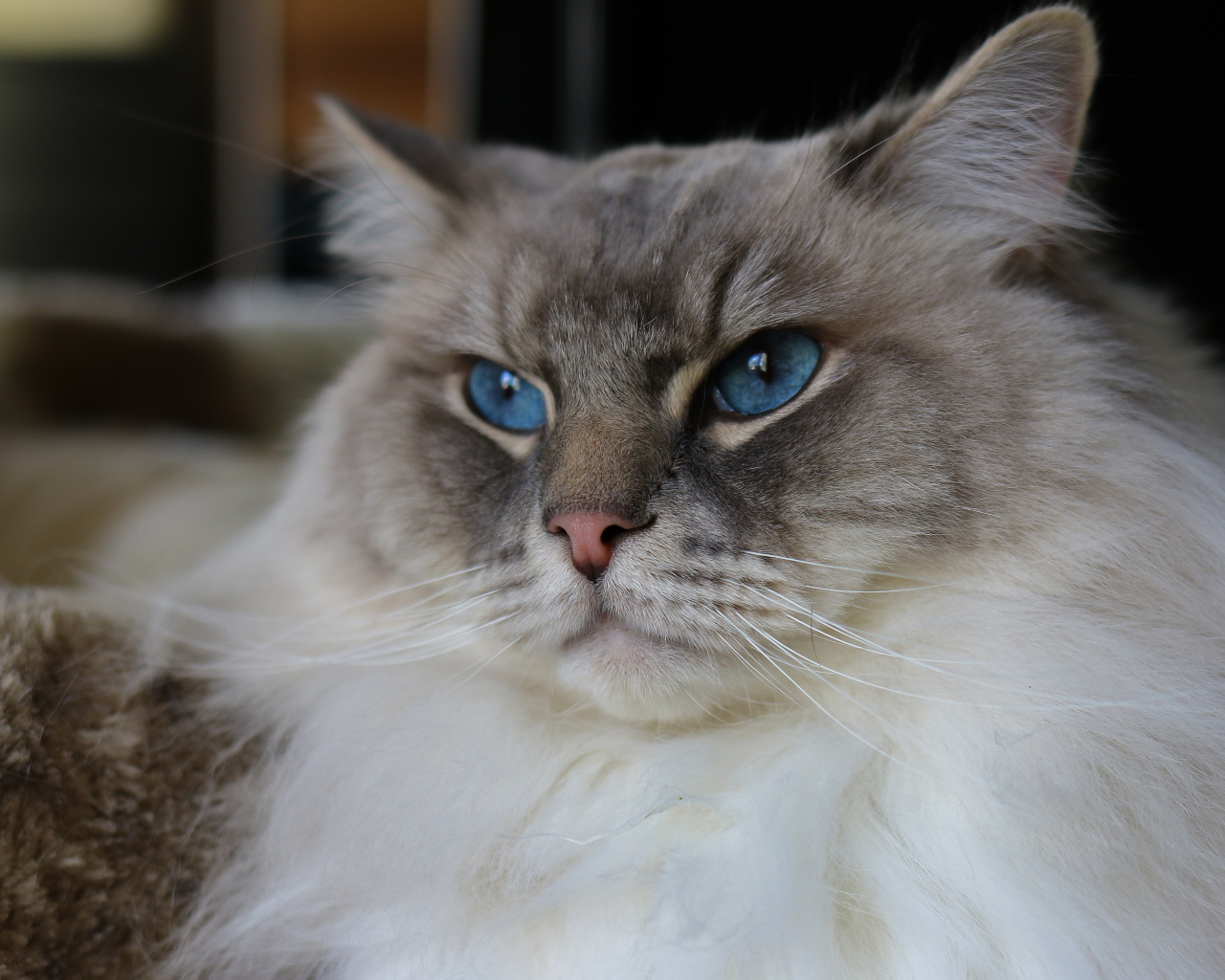 Красивая пушистая породистая кошка с голубыми глазами