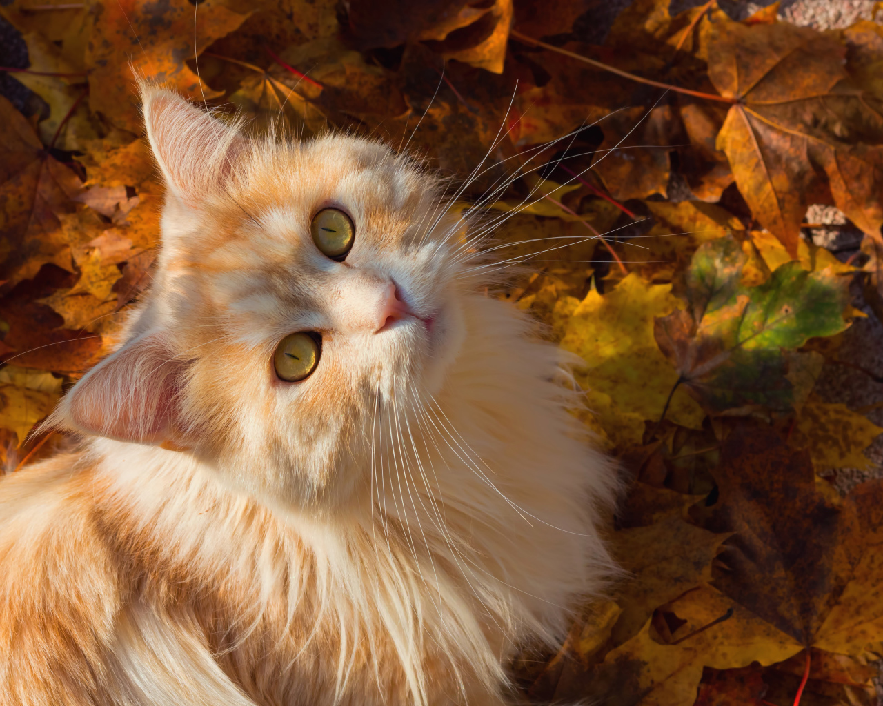 Красивый рыжий кот сидит на желтой опавшей листве
