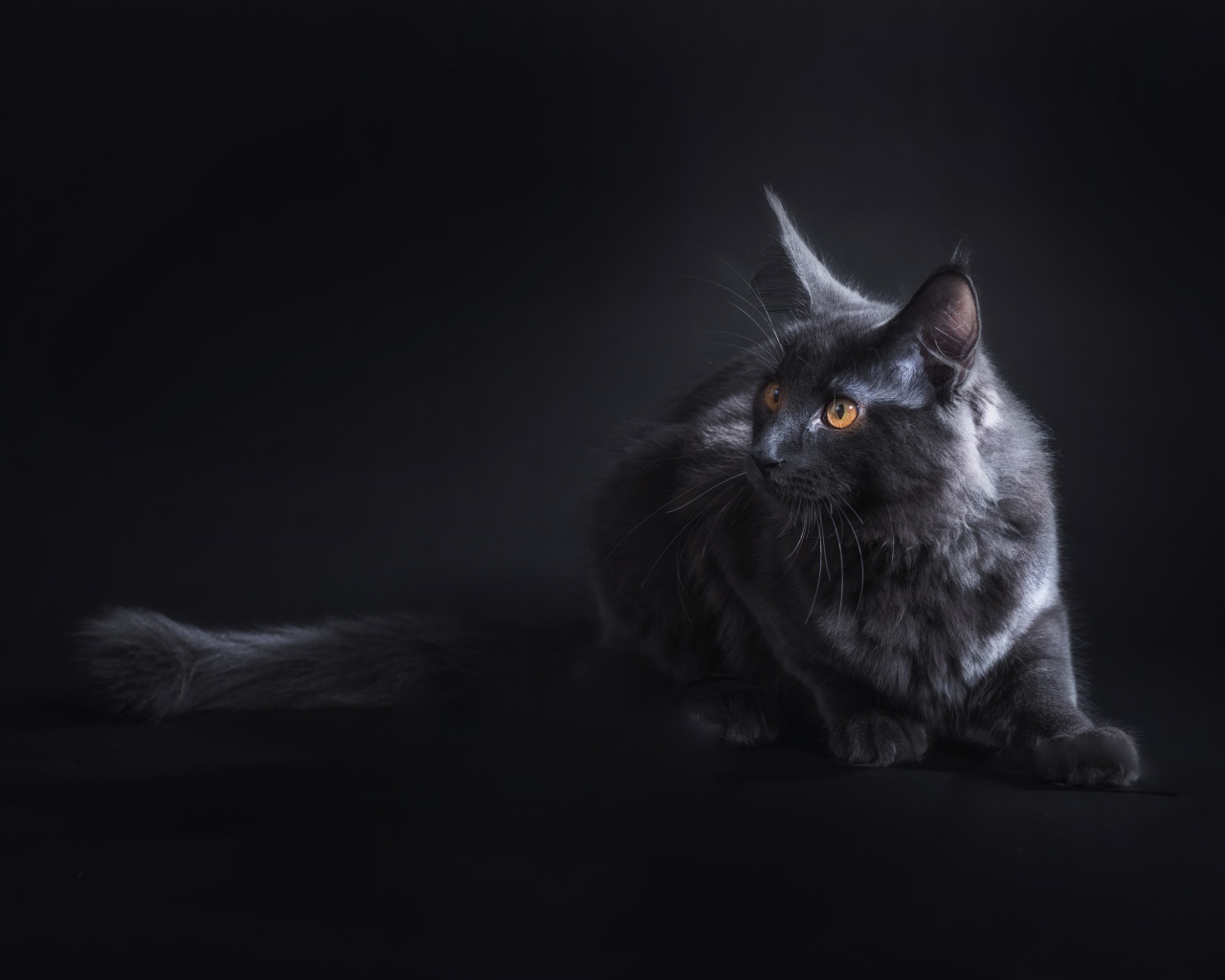 Красивый серый кот породы мейн кун на сером фоне