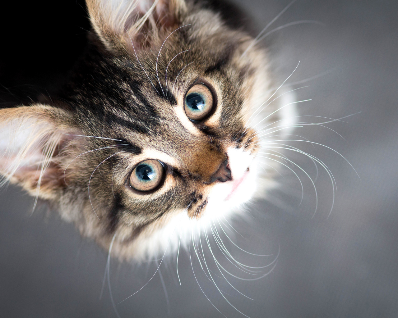 Красивый серый кот смотрит вверх 