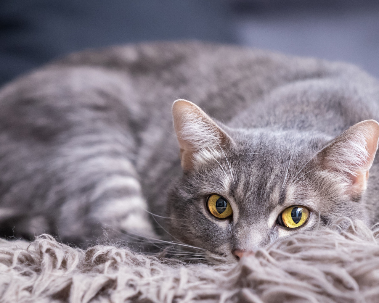 Красивый серый кот лежит на покрывале 