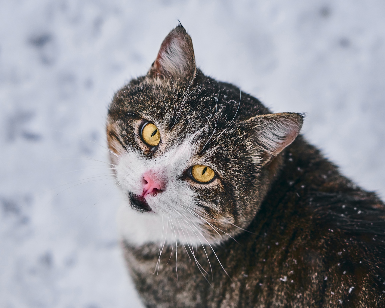 Красивый серый кот с желтыми глазами