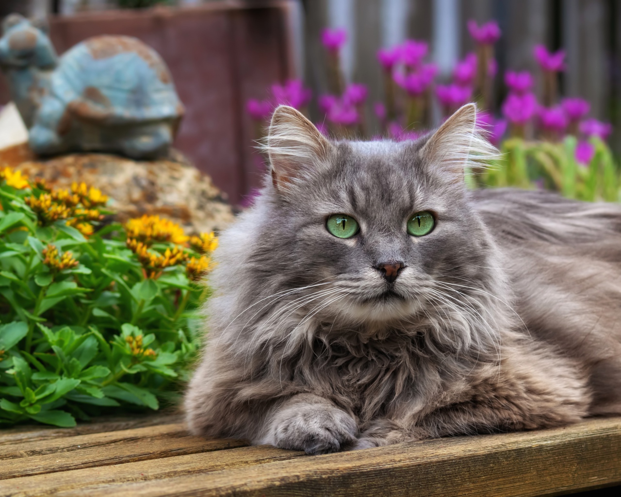 Красивый зеленоглазый кот лежит на деревянной лавке
