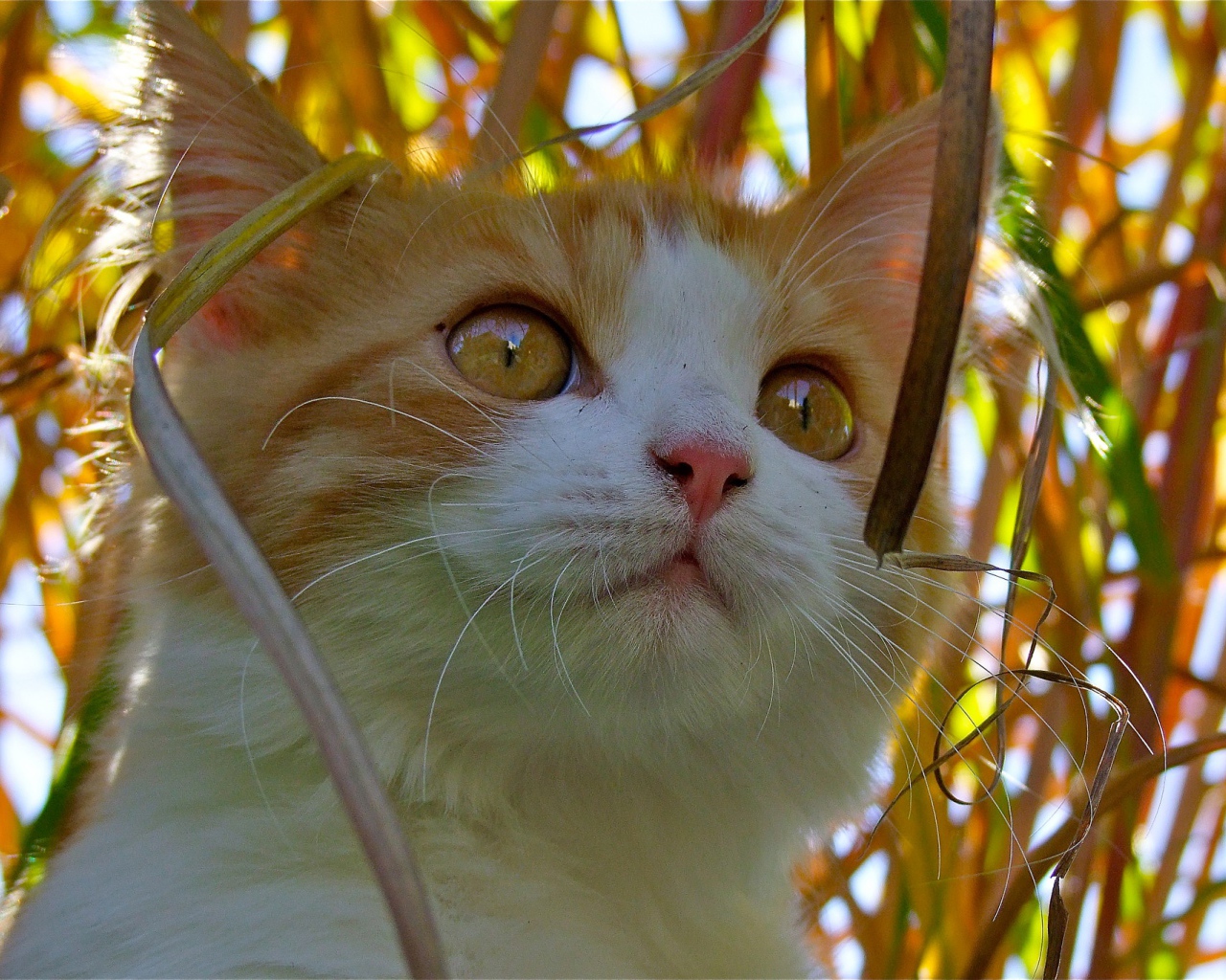 Красивый котенок с желтыми глазами сидит в траве