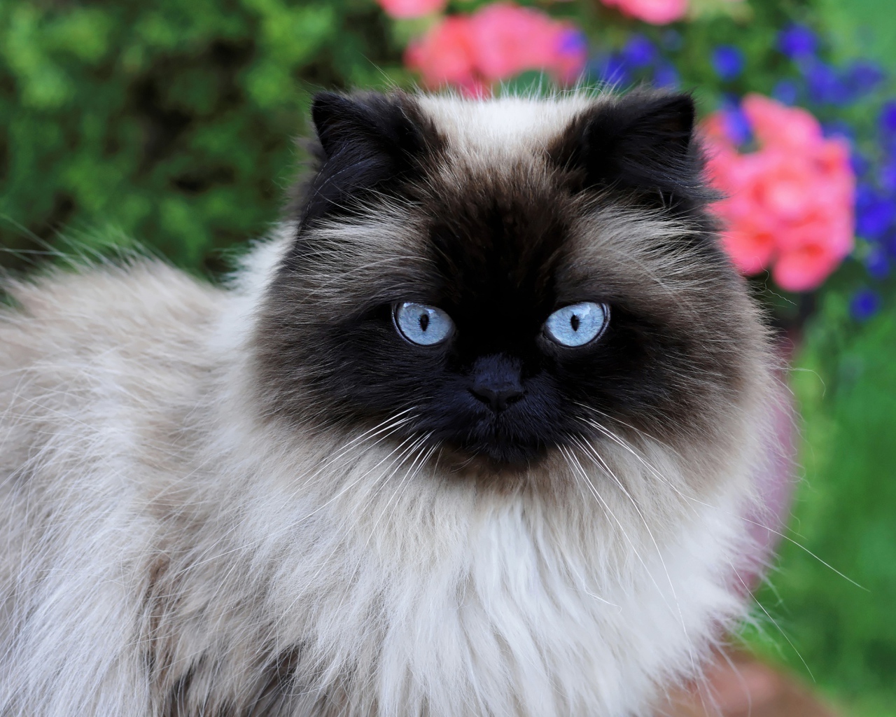 Красивая породистая сиамская кошка с голубыми глазами