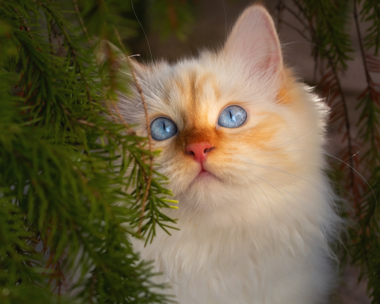 Красивый породистый голубоглазый рыжий кот в зеленых ветках ели