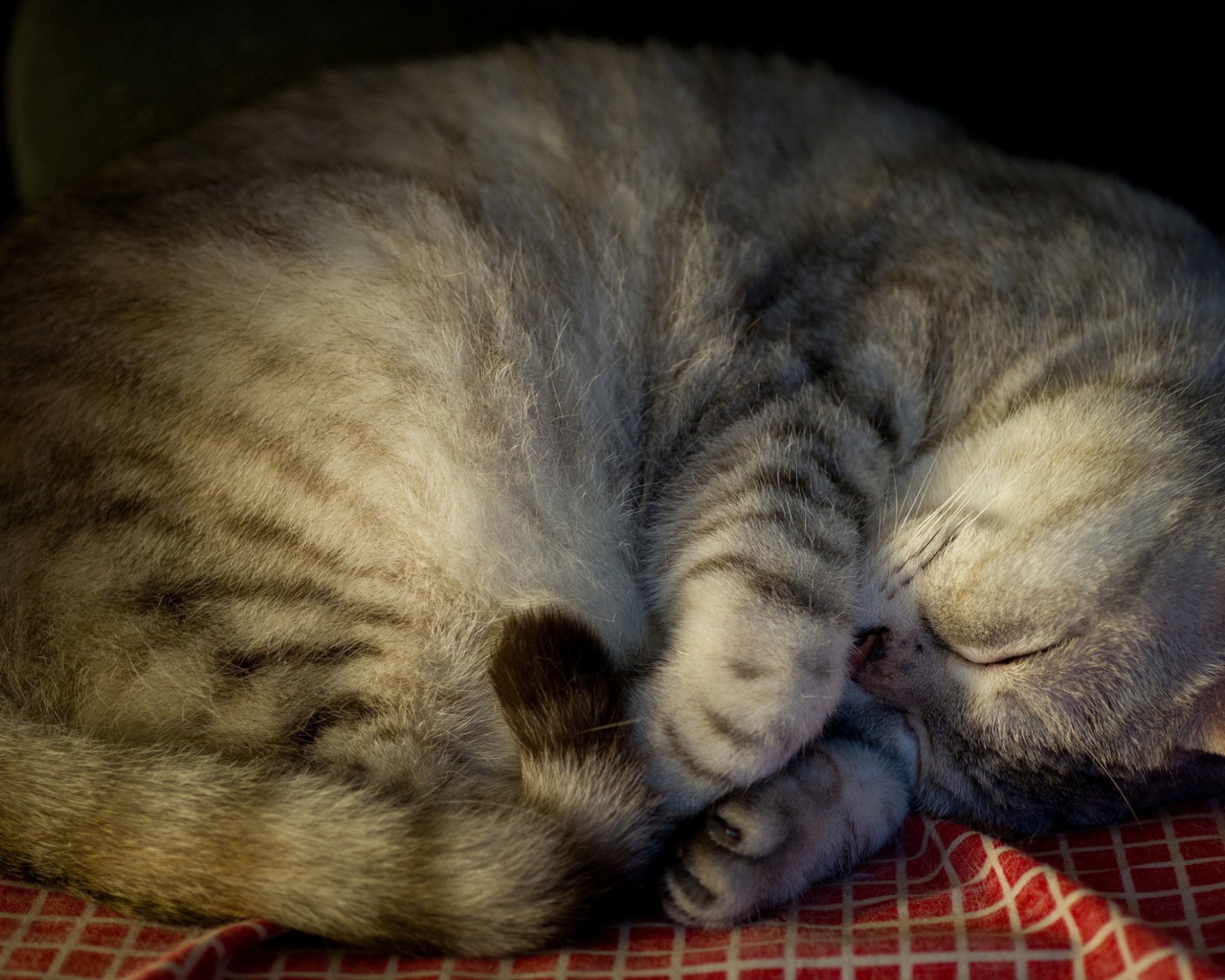 Красивый породистый серый кот спит на покрывале