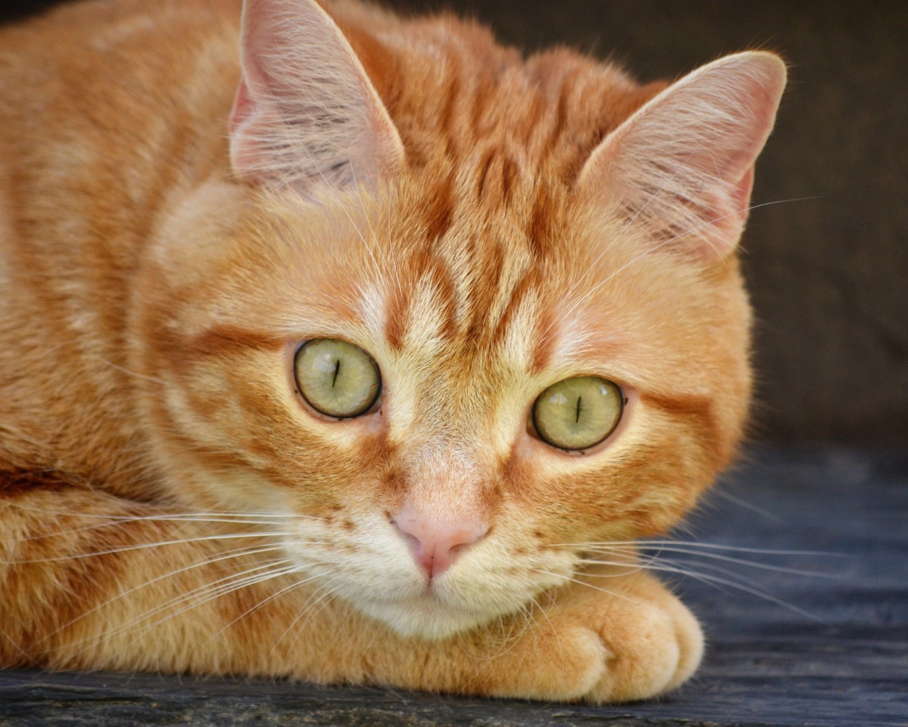Beautiful red-haired cat with big green eyes