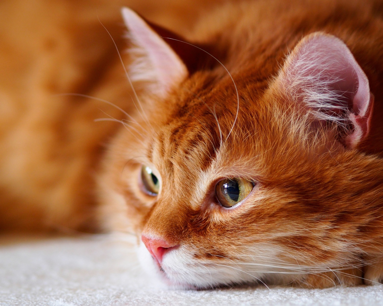 Красивый рыжий кот лежит на кровати