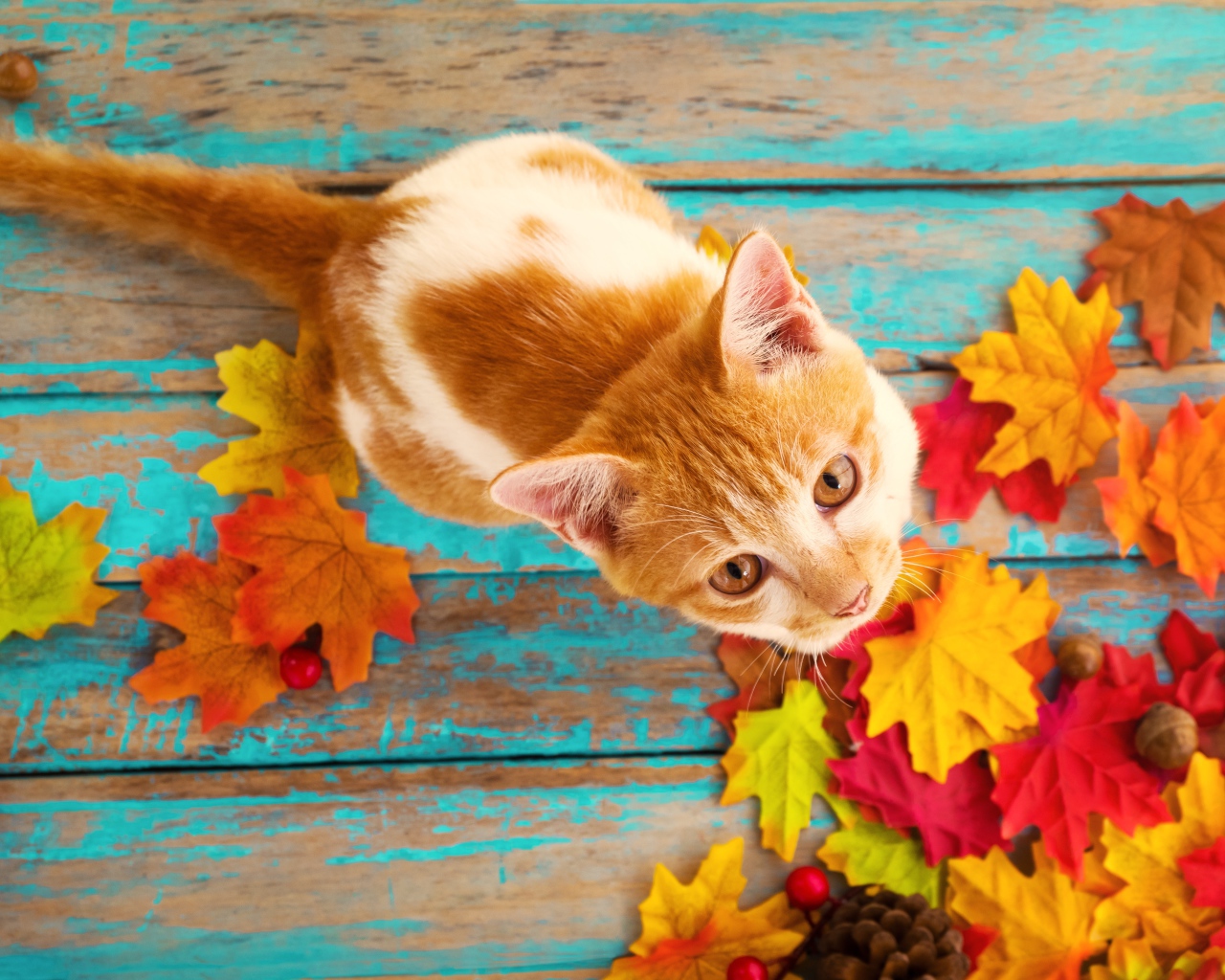 Красивый рыжий кот на столе с опавшими листьями