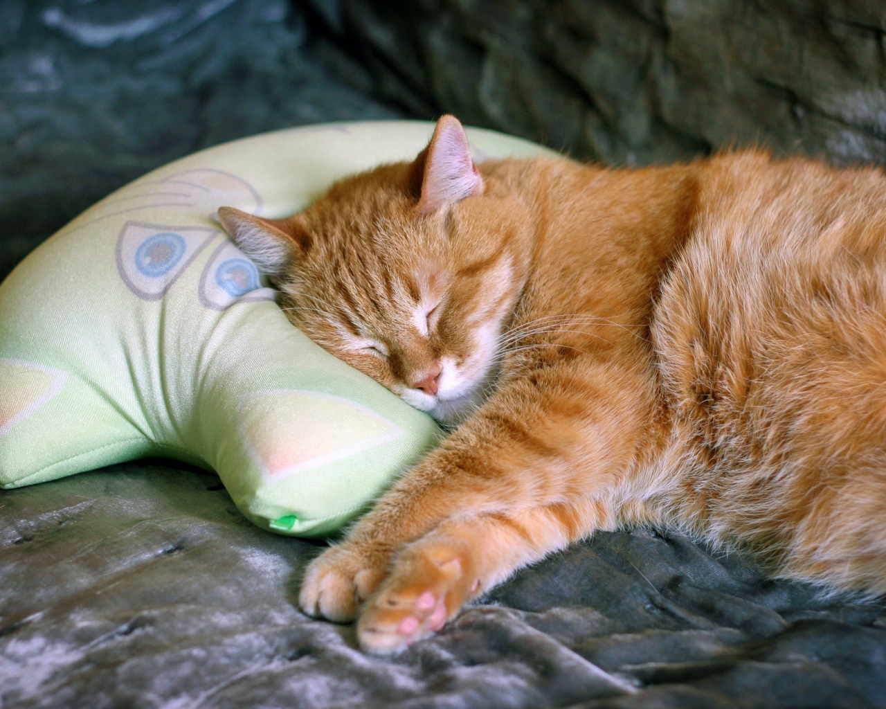 Красивый рыжий кот спит на подушке