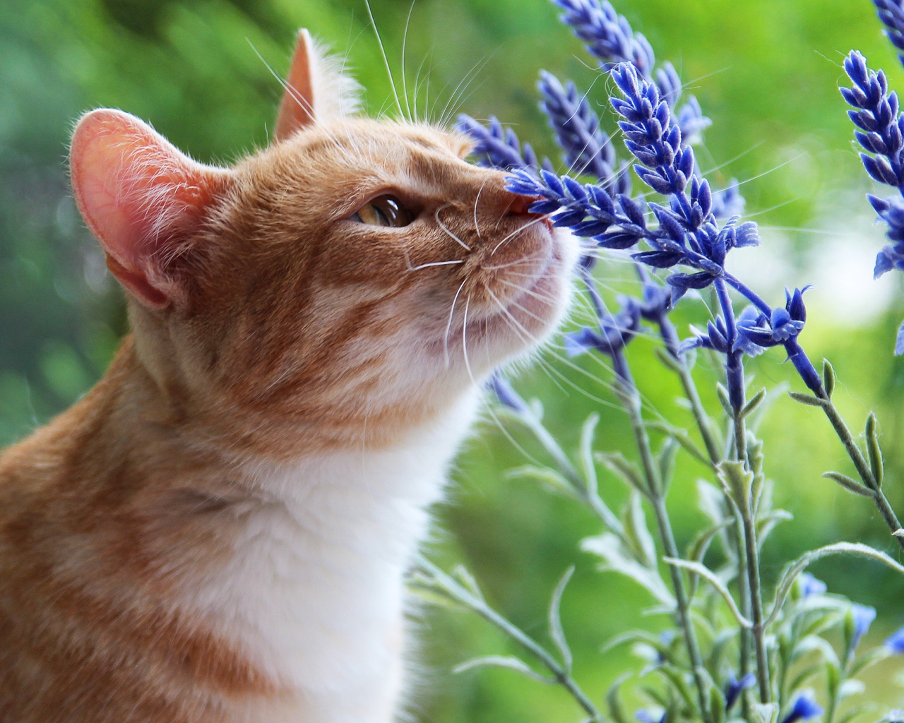 Красивый рыжий кот нюхает синие цветы
