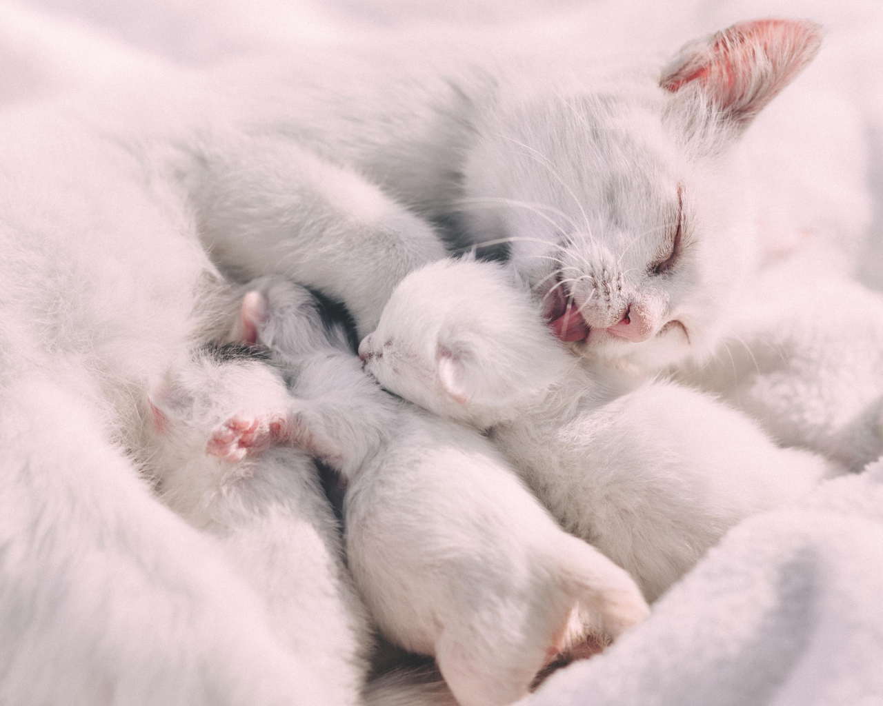 Красивая белая кошка с маленькими котятами