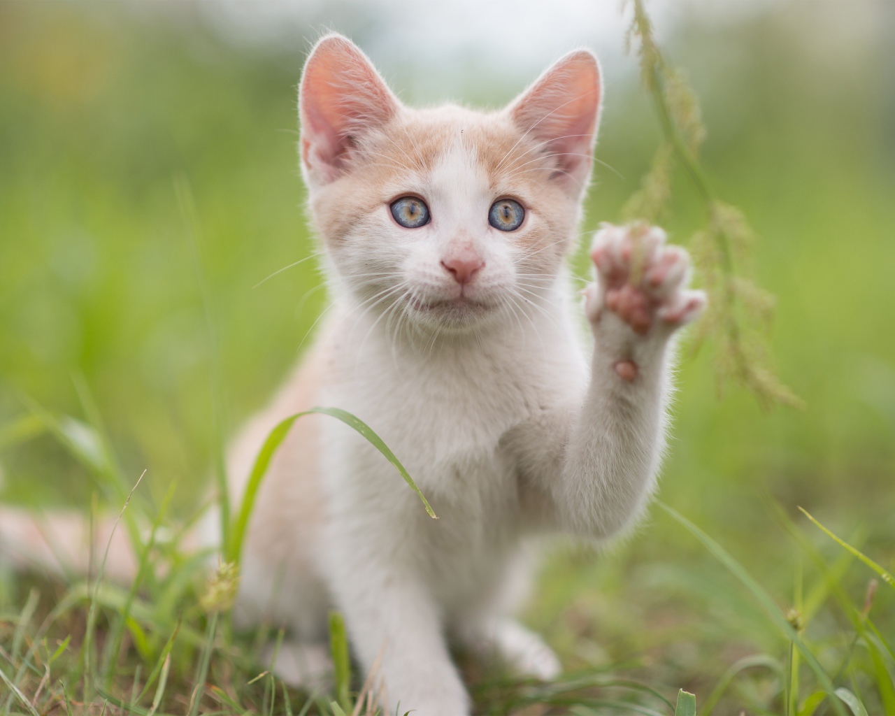 Красивый белый с рыжим котенок поднял лапку