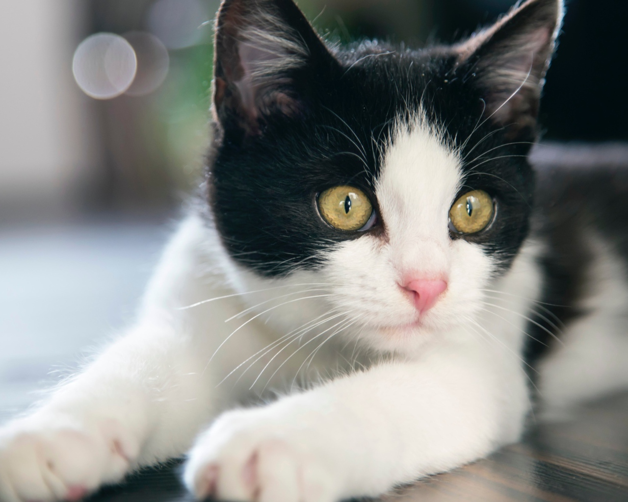 Красивый белый с черным котенок с желтыми глазами