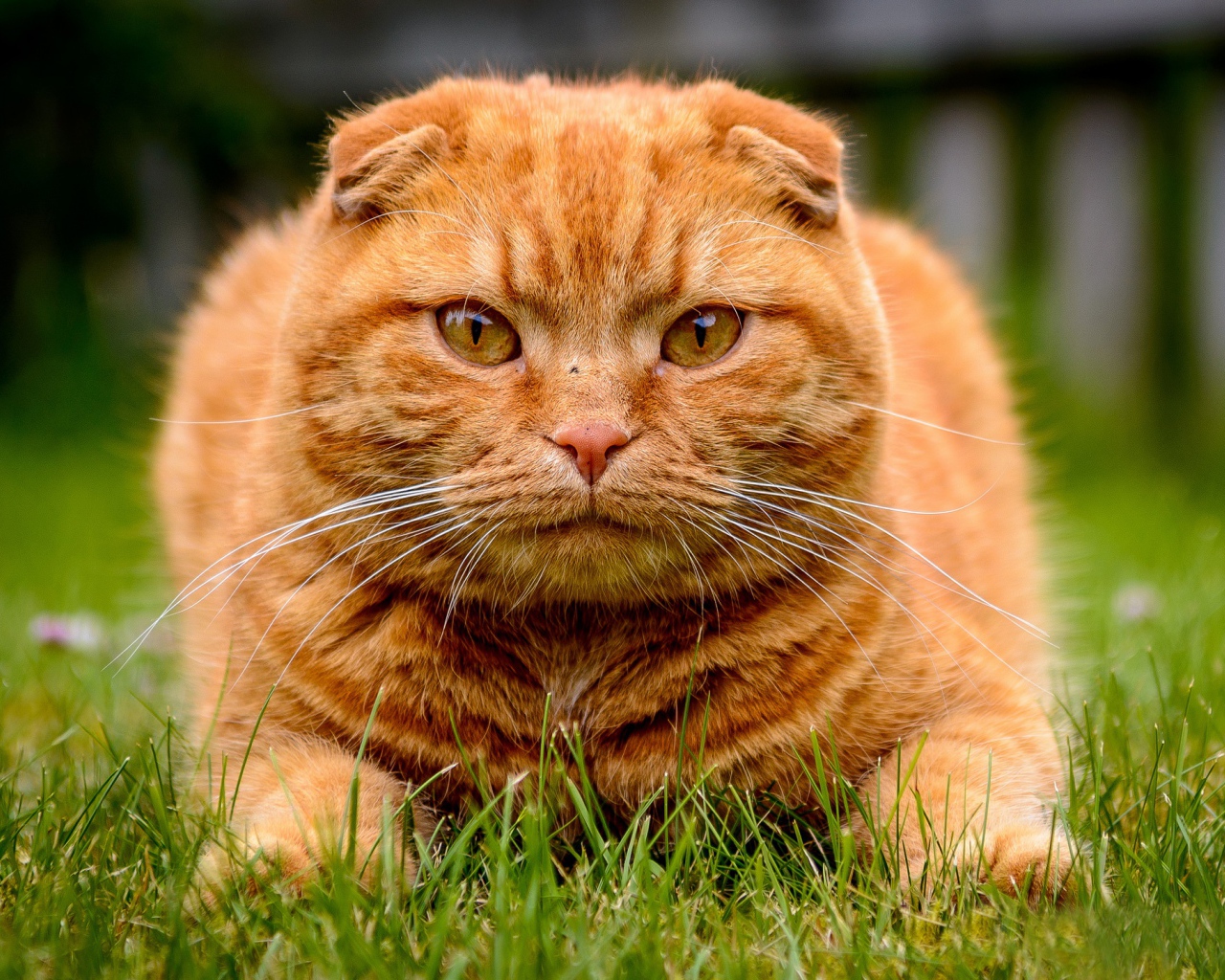 Большой красивый рыжий кот лежит на зеленой траве