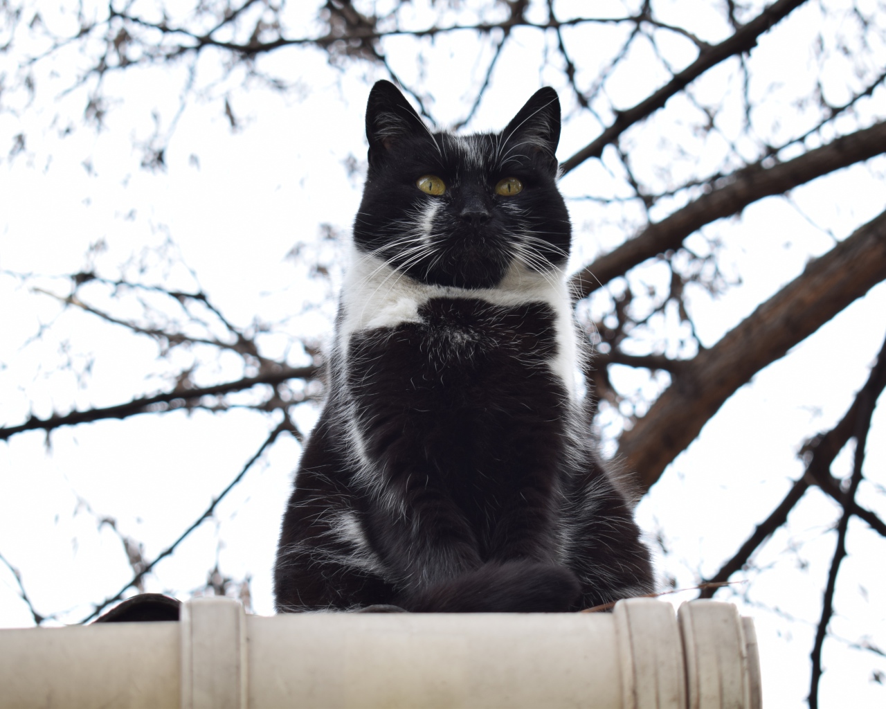 Большой черно-белый кот сидит на заборе 