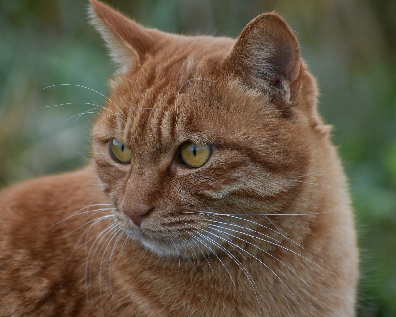 Большой рыжий кот с желтыми глазами смотрит 