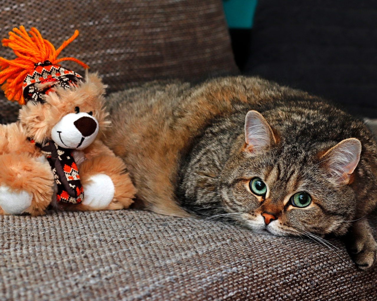 Большой серый кот лежит на диване с игрушкой