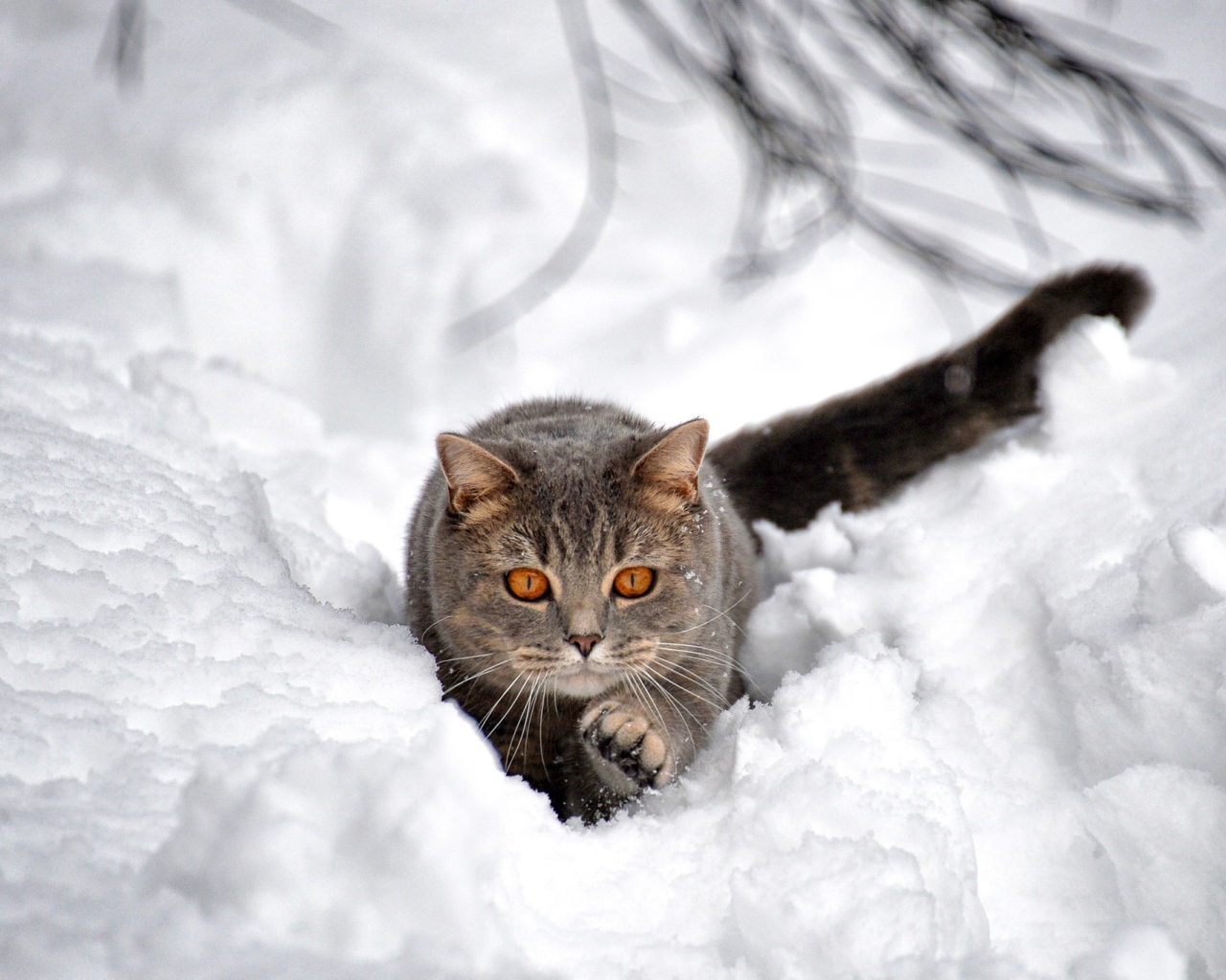Большой серый кот пробирается по снегу