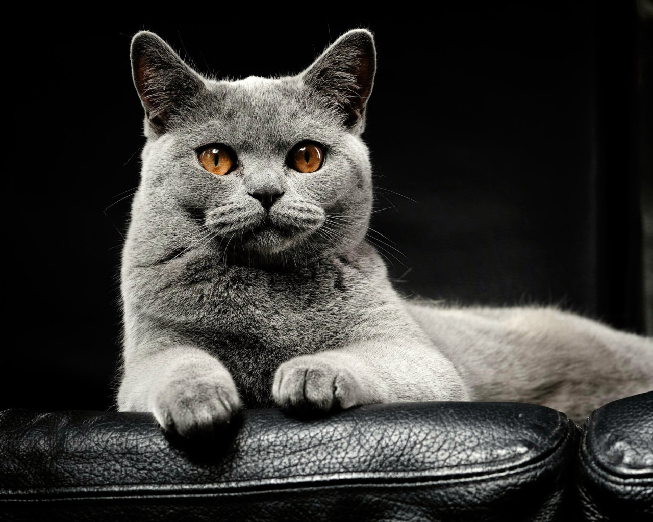 Большой серый породистый кот лежит на кожаном диване