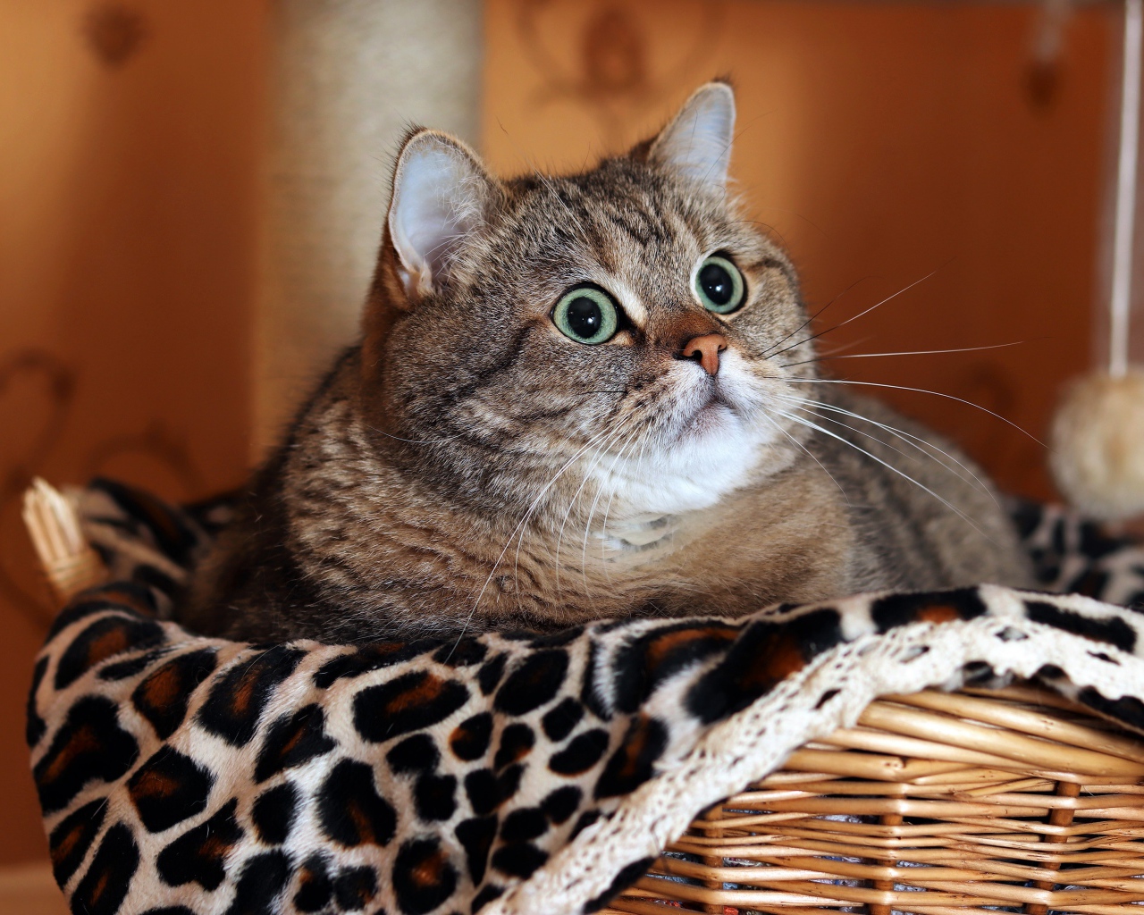 Большой породистый серый кот лежит в корзине