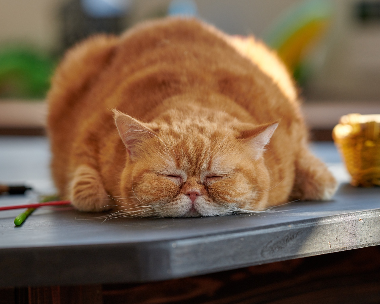 Большой породистый рыжий кот лежит на столе