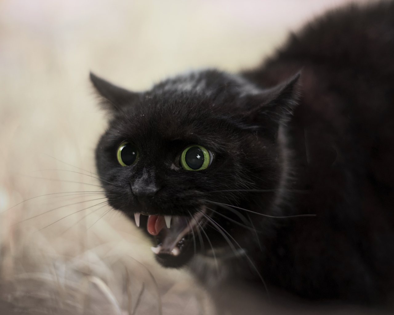 Черный агрессивный кот с острыми клыками 