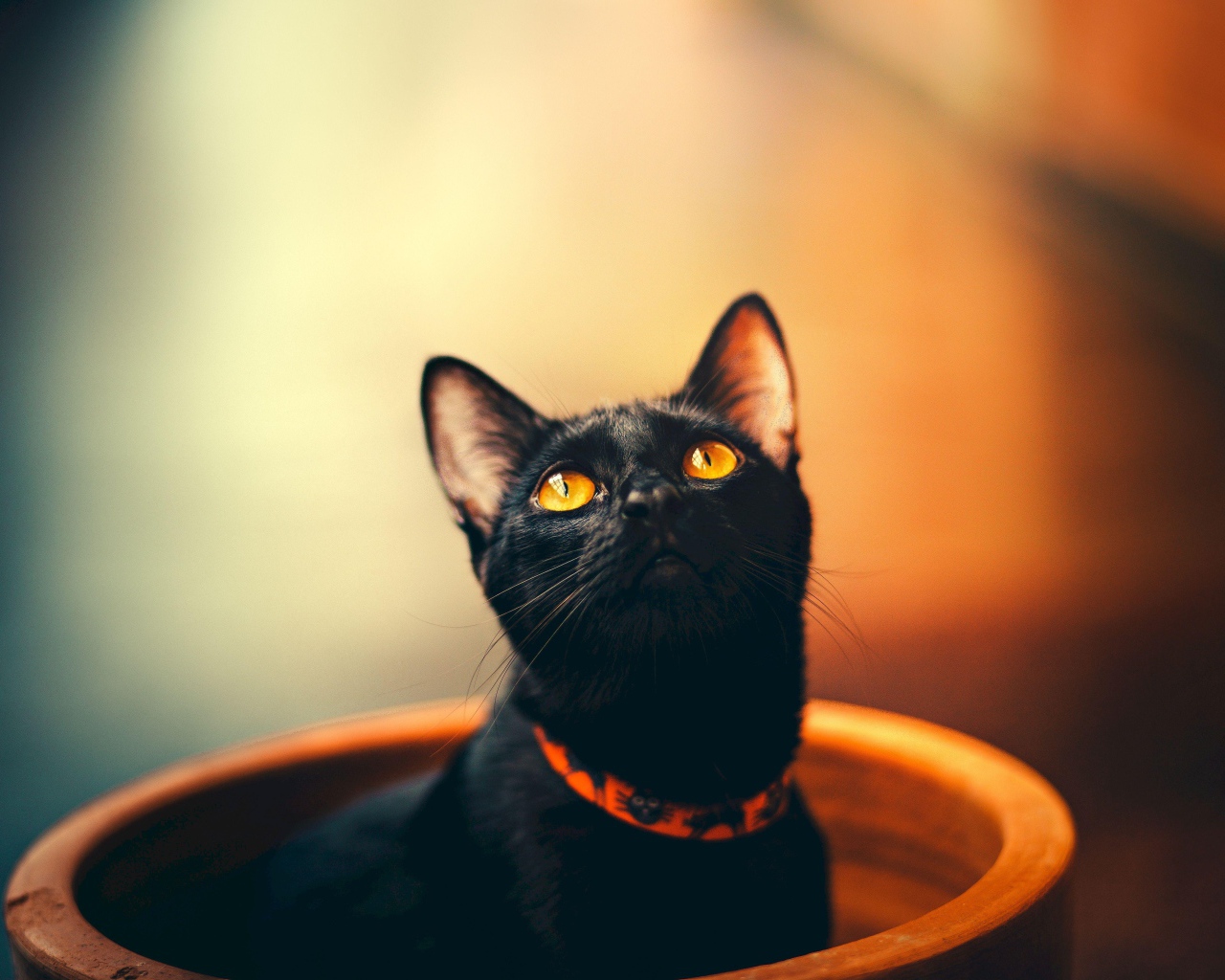 Черный кот с оранжевыми глазами в ошейнике