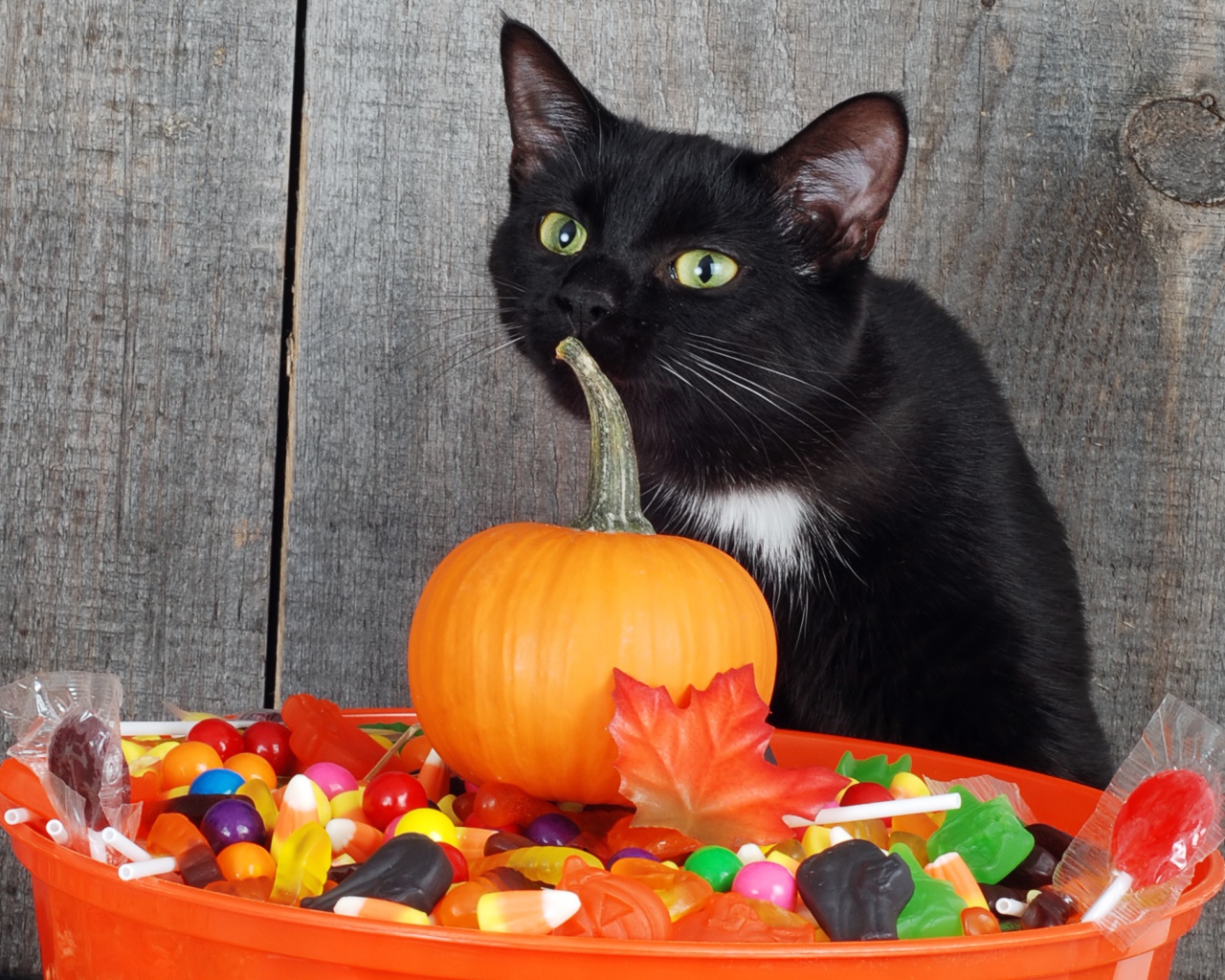Черный кот со сладостями и тыквой на Хэллоуин 
