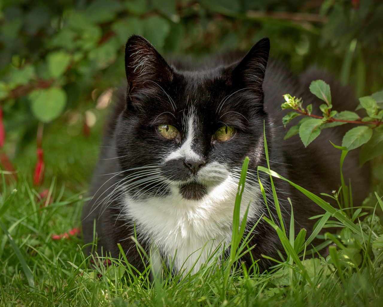 Черный с белым кот сидит в зеленой траве