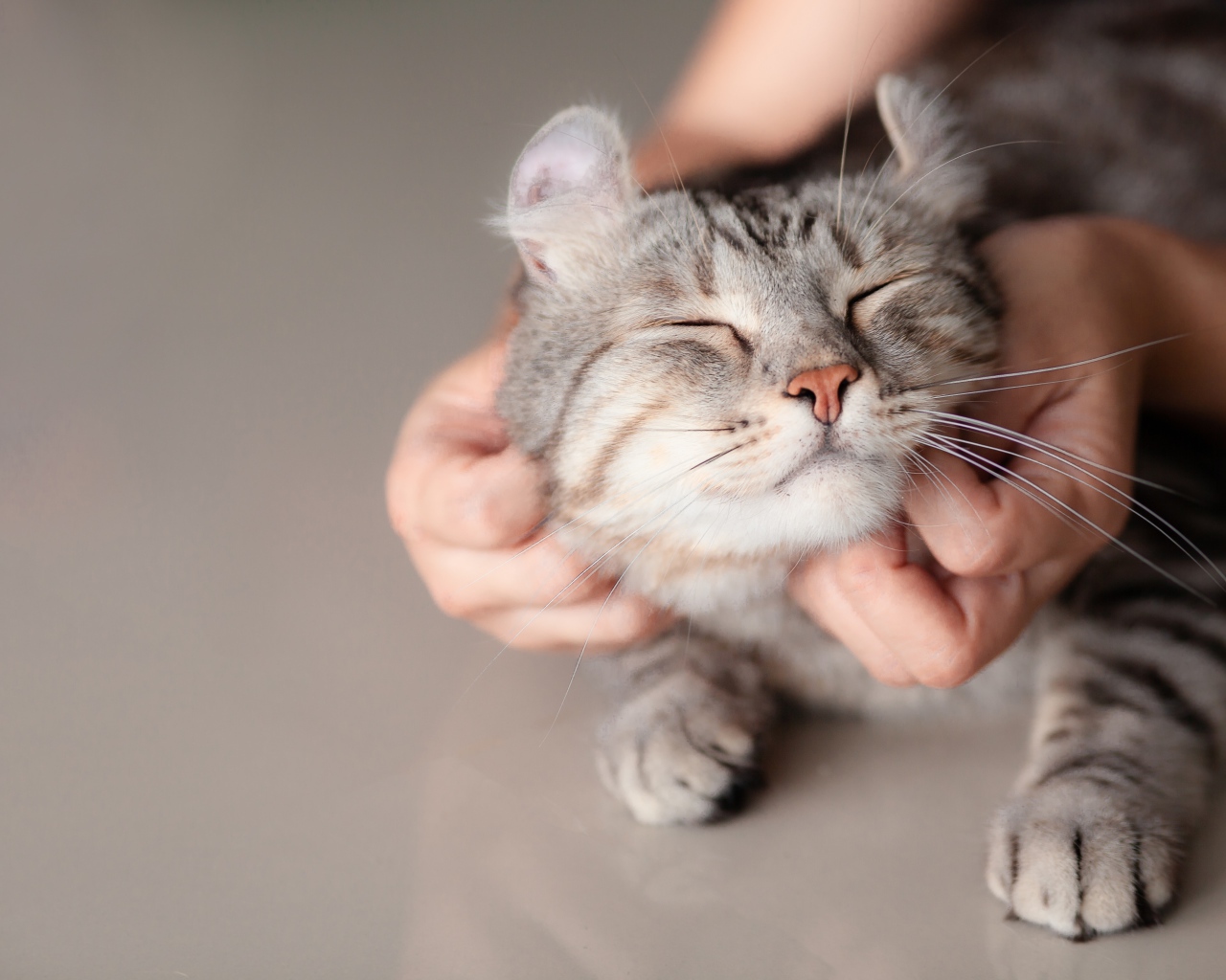 Хозяин гладит серого довольного кота