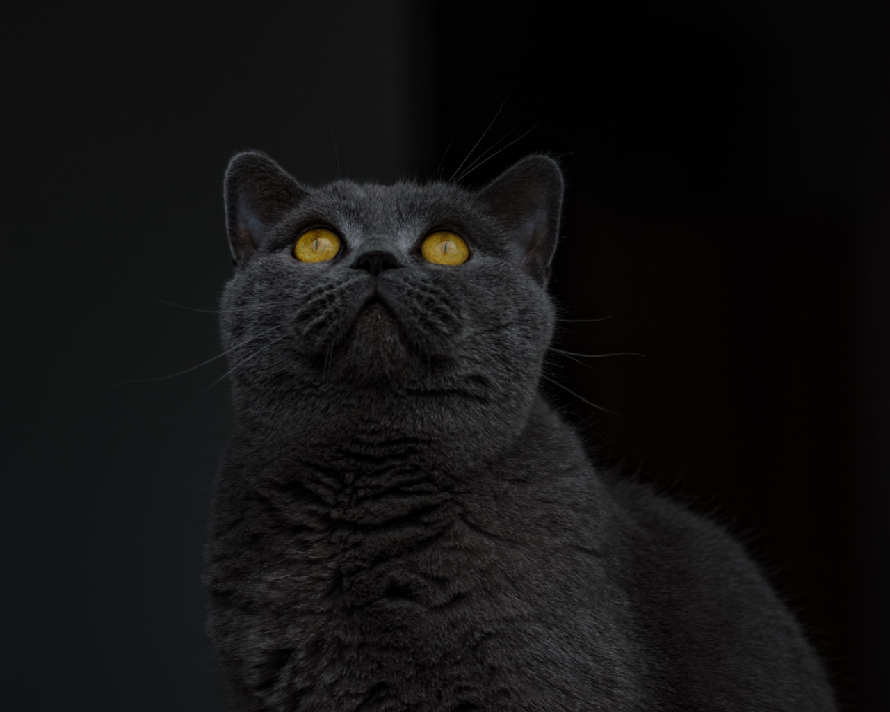Британский кот с желтыми глазами смотрит вверх 