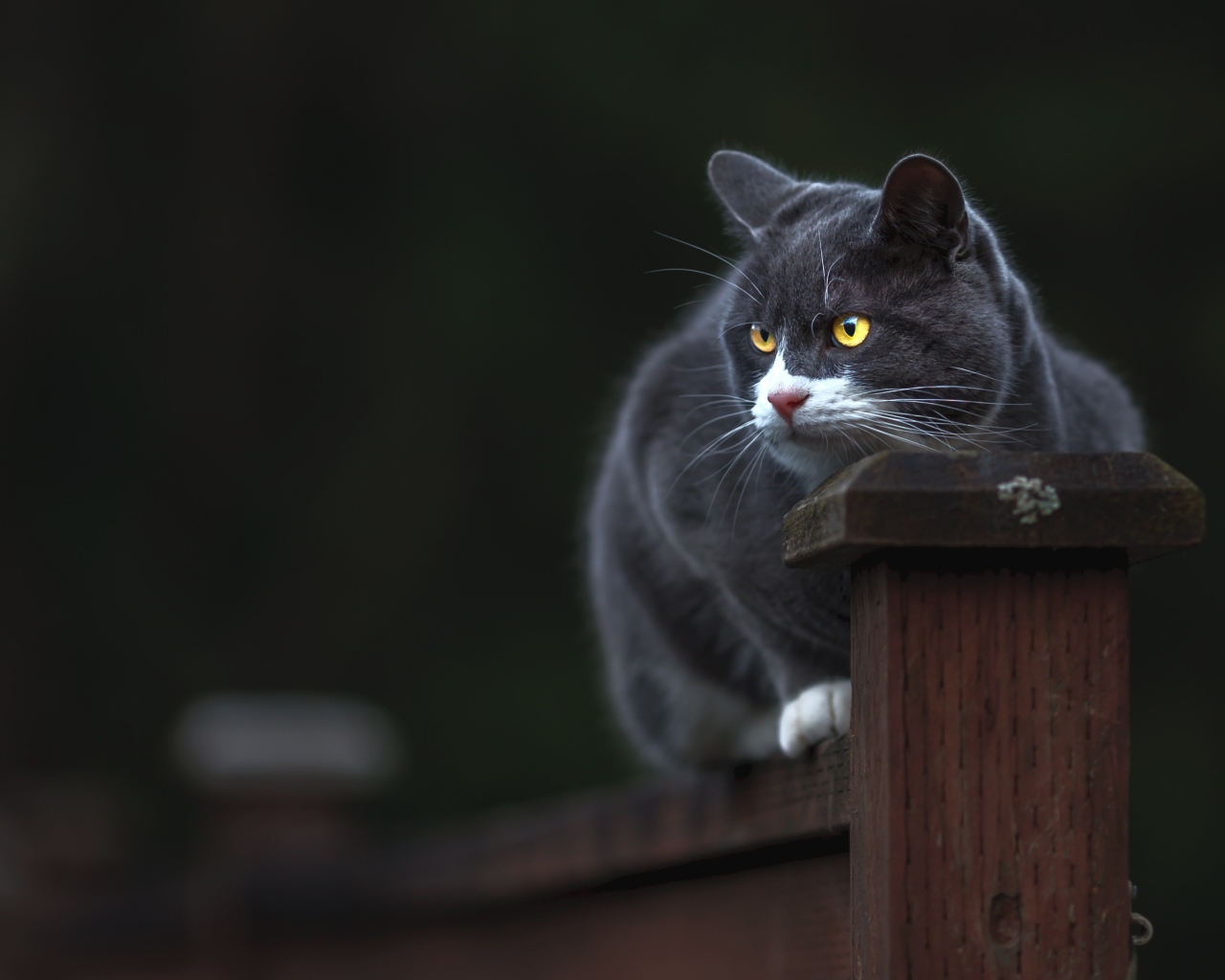 Британский кот с желтыми глазами сидит на заборе