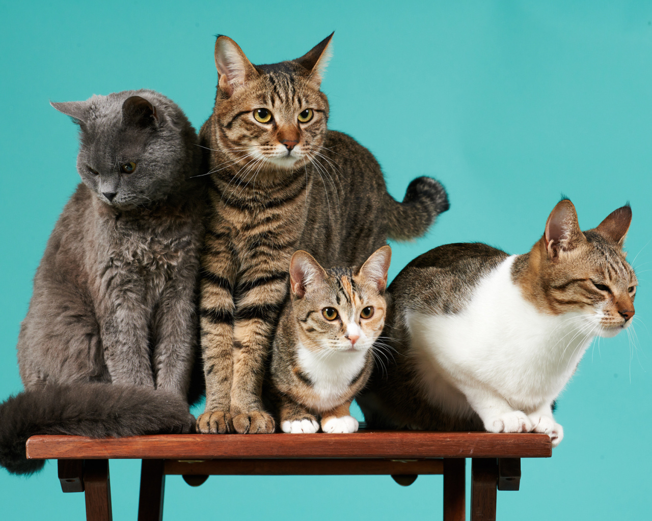 Коты сидят на деревянной лавке на голубом фоне