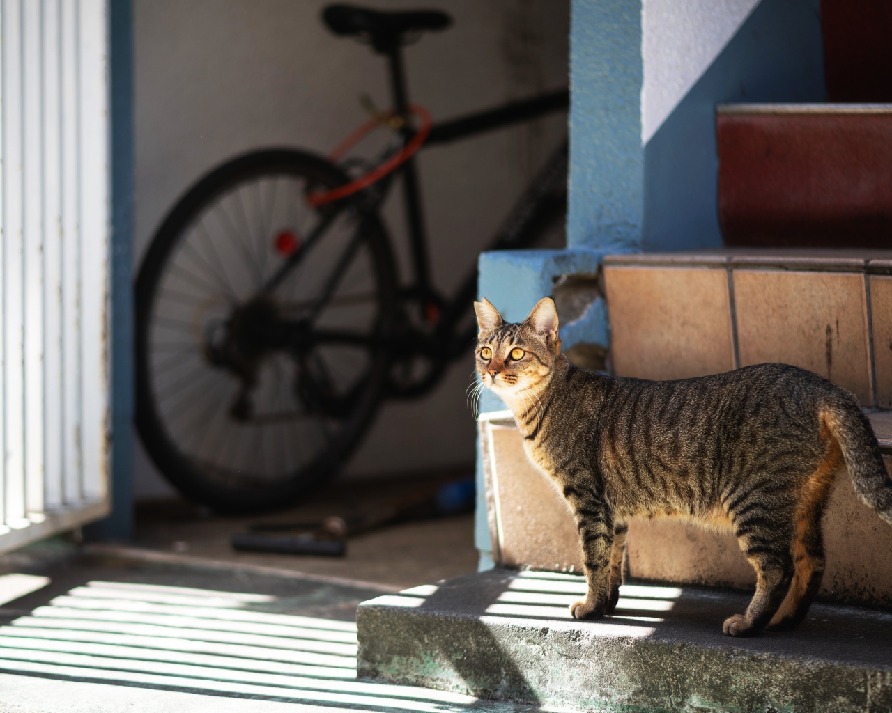 Любопытный серый кот стоит на ступеньках 