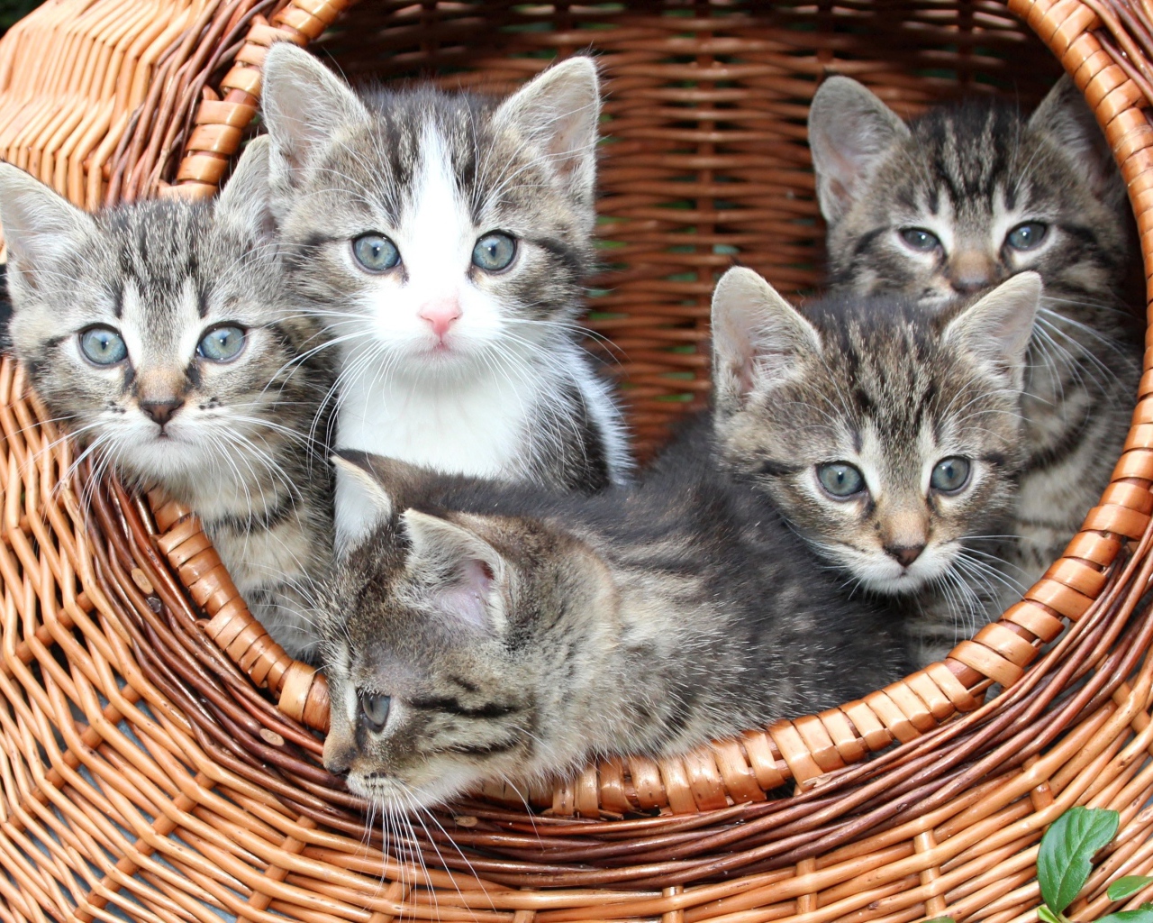 Милые серые котята сидят в плетеной корзине