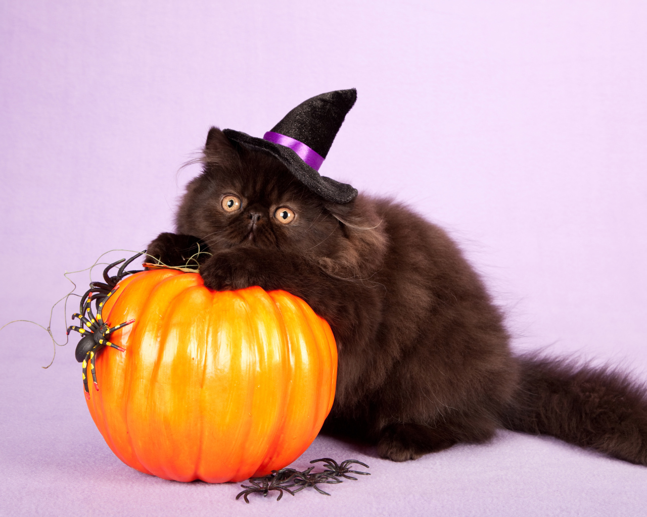 Пушистый черный кот с тыквой на Хэллоуин 