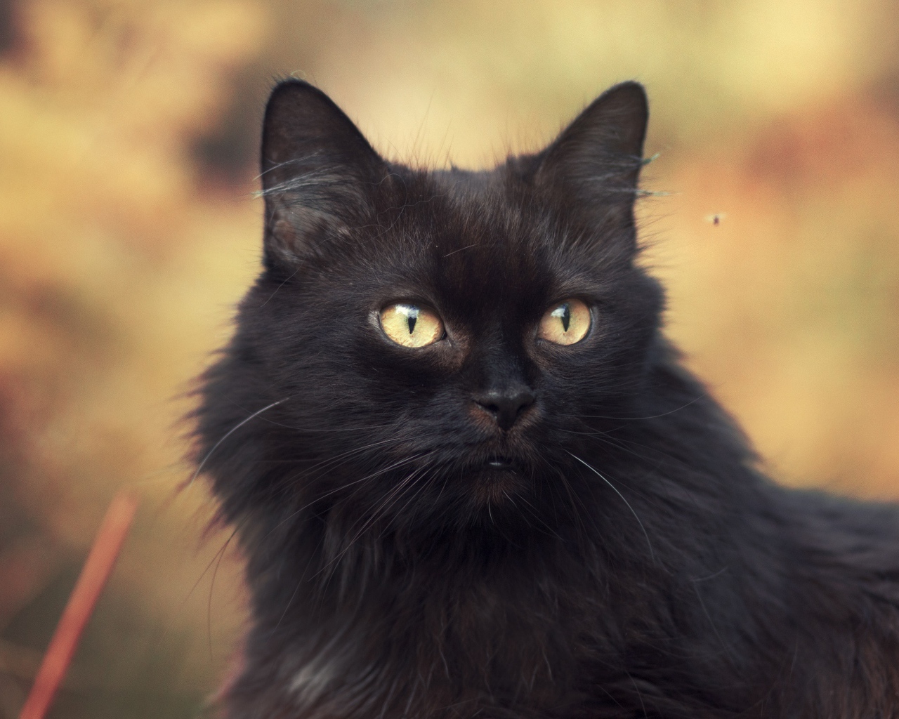 Пушистый красивый черный кот крупным планом