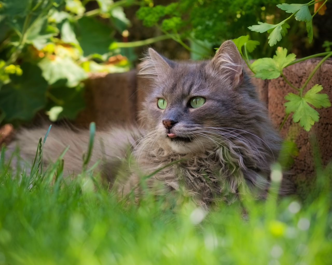 Пушистый серый кот сидит в зеленой траве