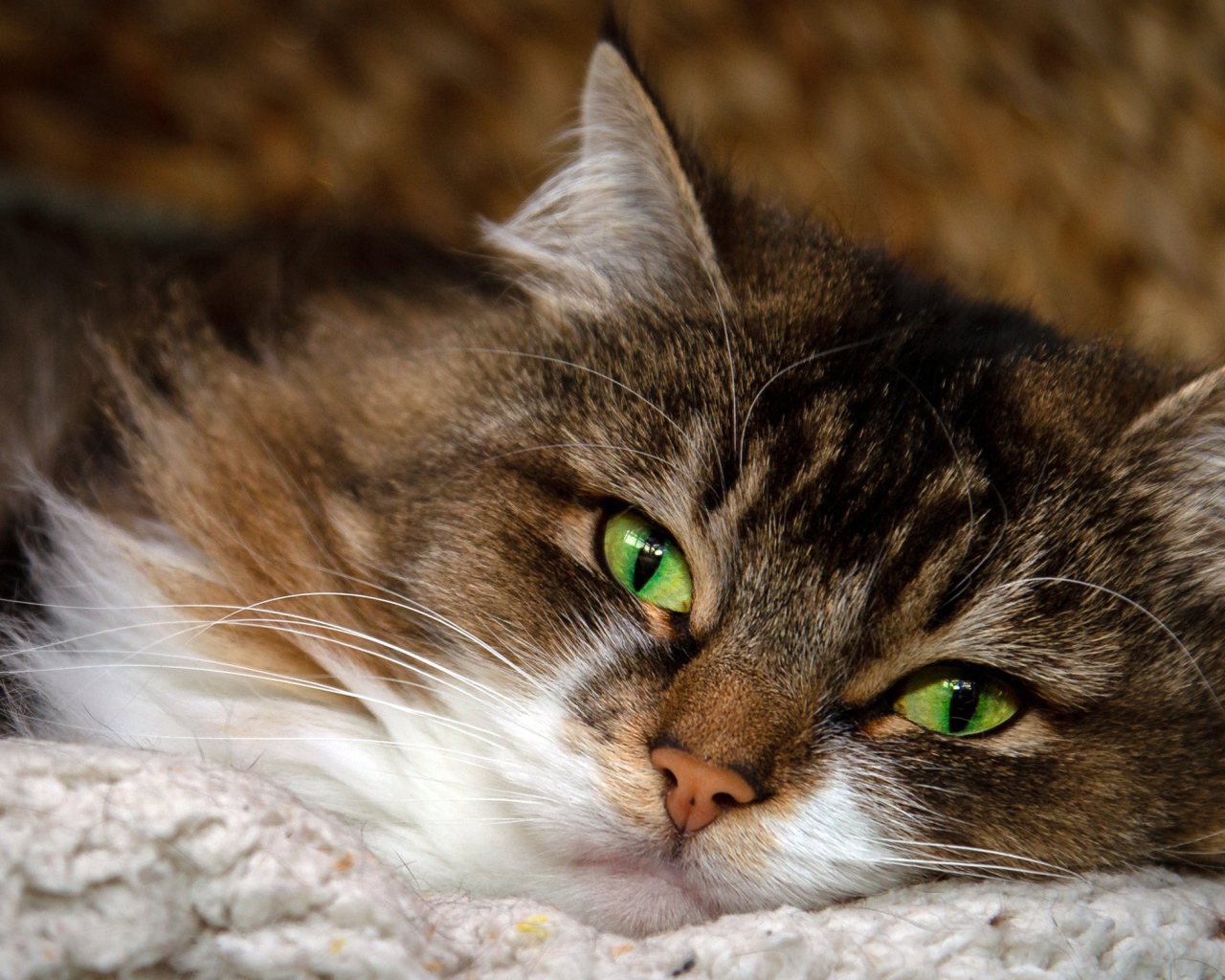 Пушистая серая кошка с красивыми зелеными глазами