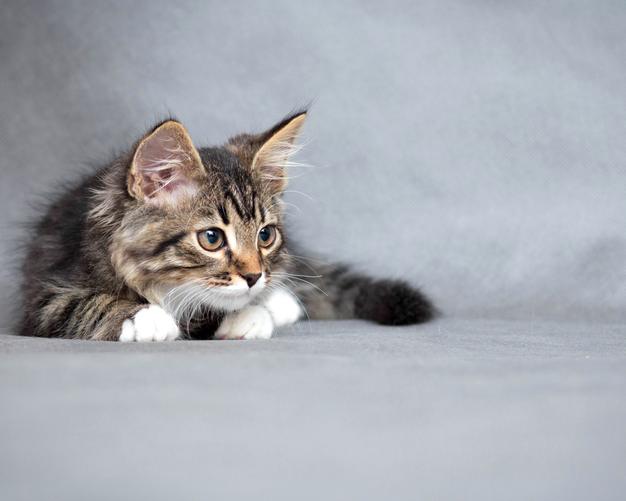 Пушистый серый котенок на сером фоне