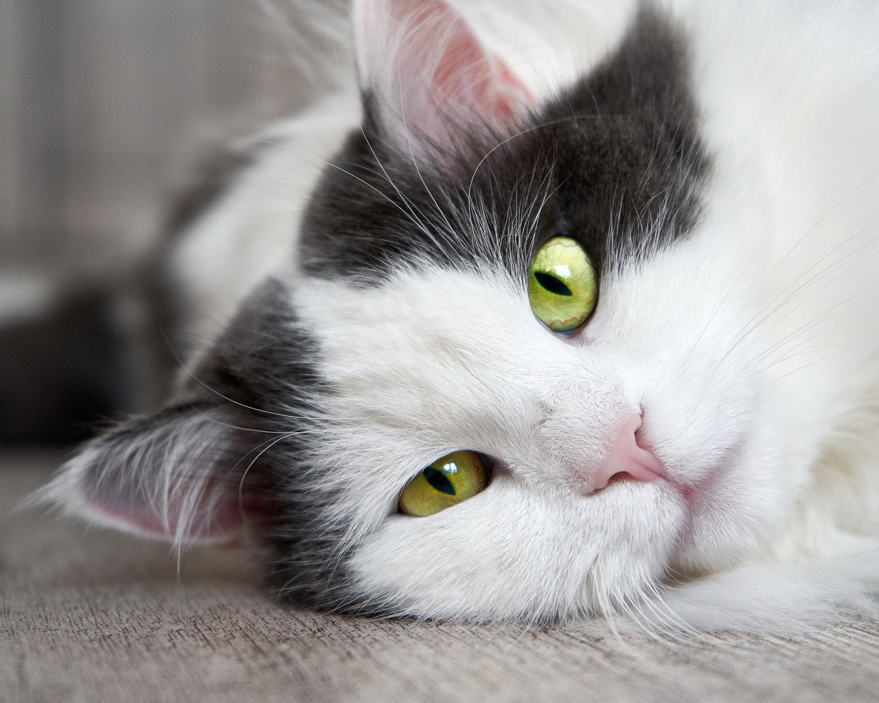 Пушистый белый с черным кот лежит на полу