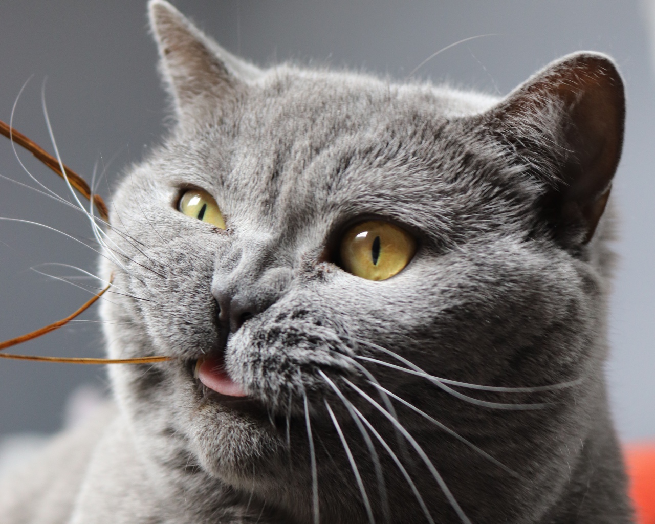 Забавный породистый британский кот грызет нитку