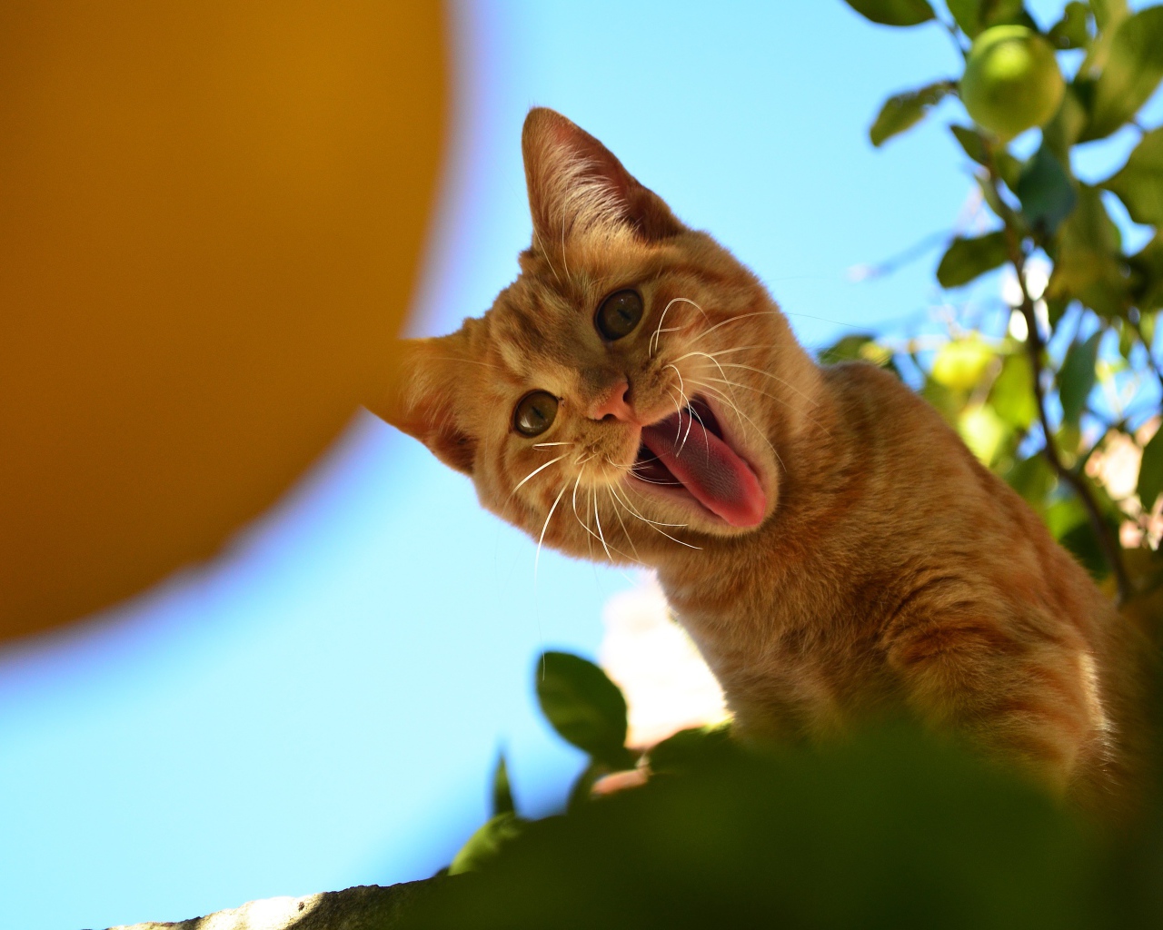 Смешной рыжий кот показывает язык