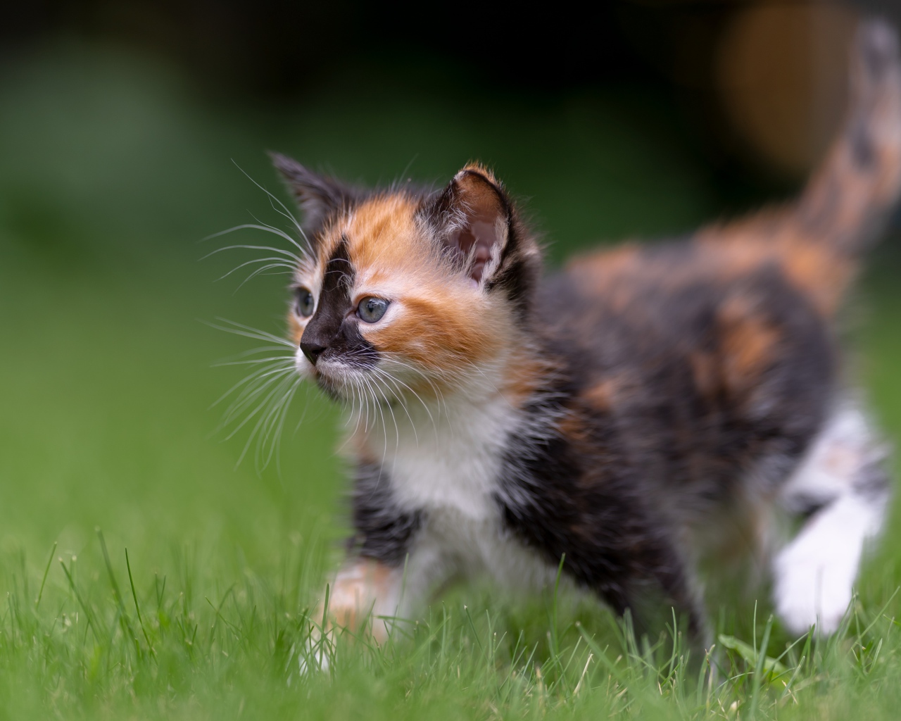Забавный трехцветный котенок идет по зеленой траве