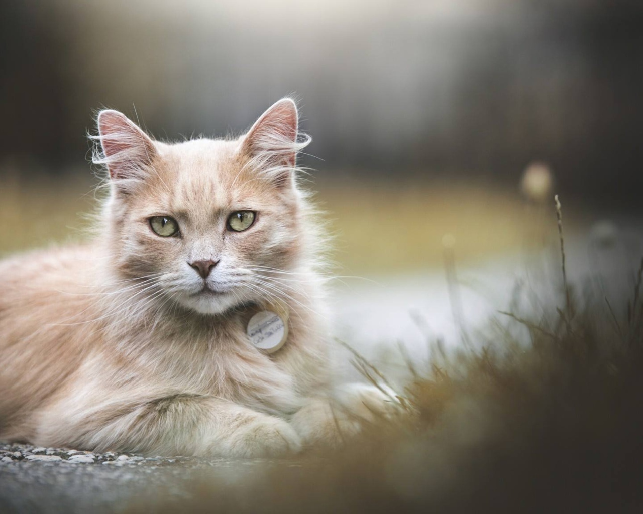 Рыжий зеленоглазый кот лежит на земле 