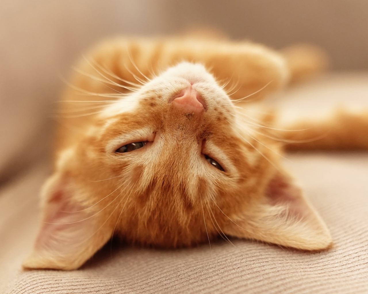 Рыжий котенок дремлет на кровати