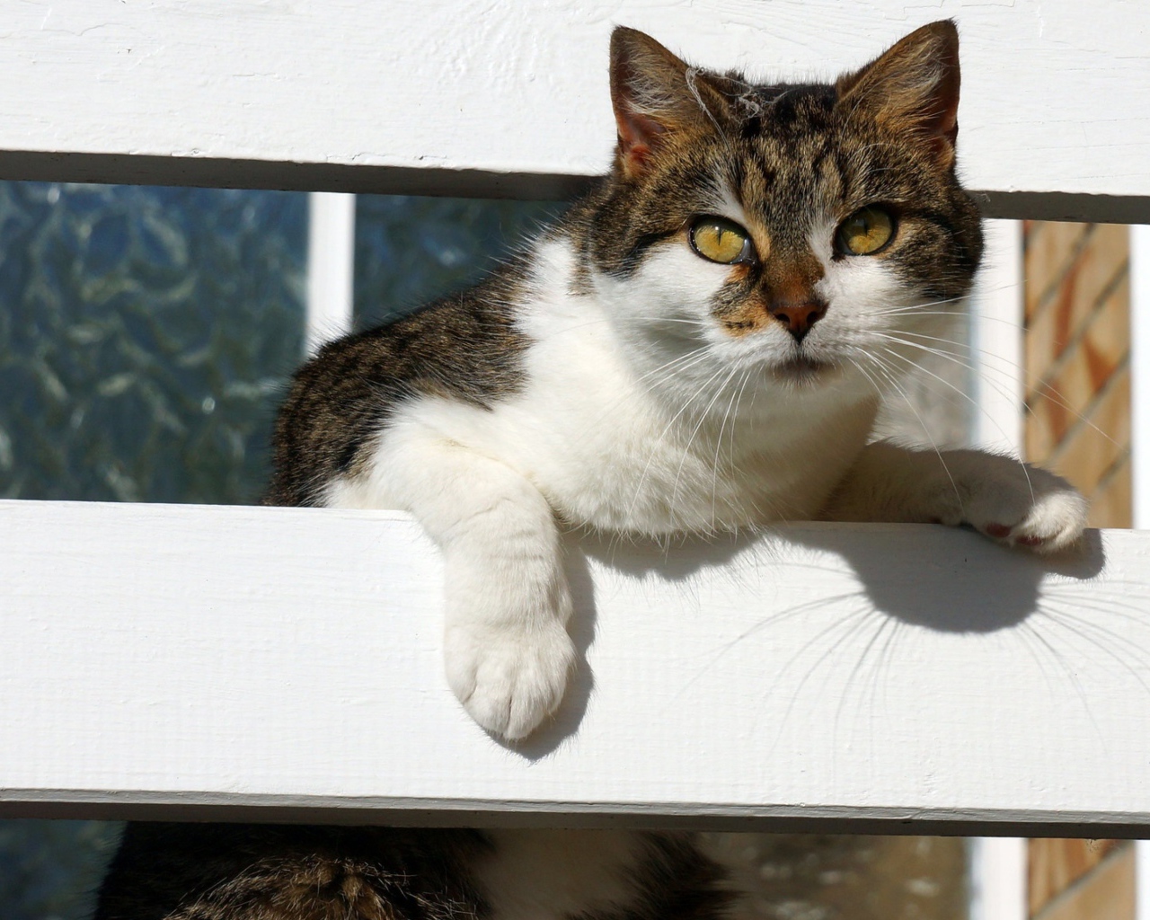 Серая с белым кошка у забора