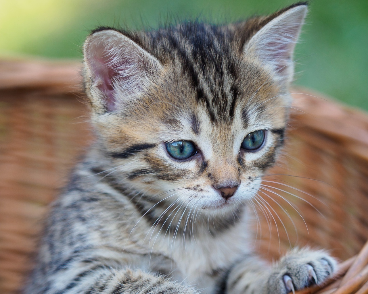 Серый голубоглазый котенок сидит в корзине